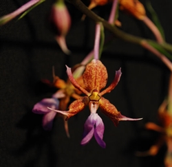 Calanthe biloba