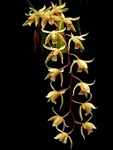 Coelogyne fuscescens