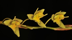 Coelogyne prolifera