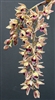 Cymbidium devonianum