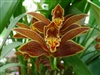 Cymbidium iridioides