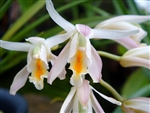 Cymbidium mastersii