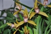 Cymbidium tigrinum