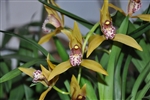 Cymbidium tigrinum