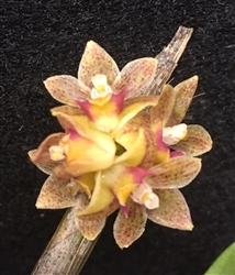 Dendrobium bicameratum