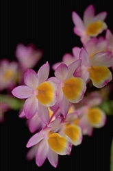 Dendrobium crepidatum