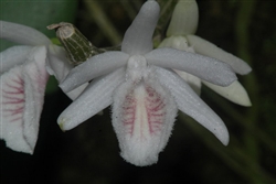 Dendrobium polyanthum