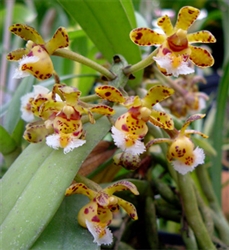 Gastrochilus calceolaris