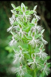 Habenaria arietina