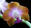 Phalaenopsis hygrochila