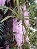 Rhynchostylis praemorsa