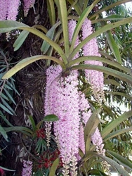 Rhynchostylis praemorsa