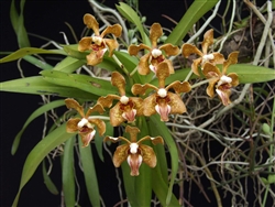 Vanda stangeana