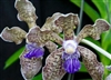 Vanda tessellata