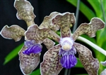 Vanda tessellata