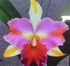 Rlc. Amazing Thailand 'Rainbow'