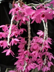 Dendrobium Nestor