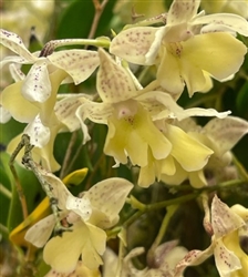 Dendrobium aberrans x Little Atro