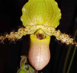 Paphiopedilum Pinocchio x primulinum v. alba