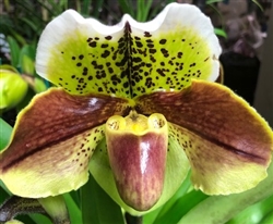 Paphiopedilum Burgundy Complex Type