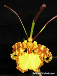 Psychopsis Mendenhall 'Hildo's' AM/AOS