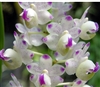 Aerides quinquevulnera