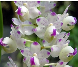 Aerides quinquevulnera