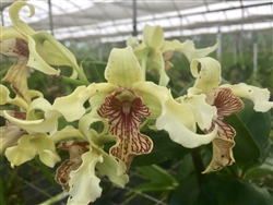 Dendrobium exium x spectabile