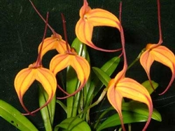 Masdevallia Cassiope 'Alexa'