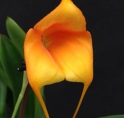 Masdevallia Maui Gold