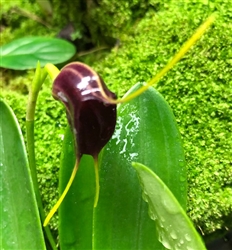 Masdevallia Othello