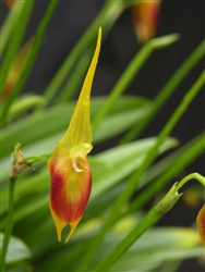 Masdevallia pinocchio