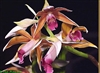 Phaius tankervilleae