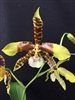 Rossioglossum Rawdon Jester