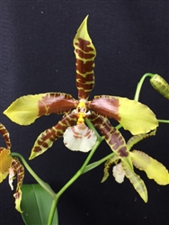 Rossioglossum Rawdon Jester