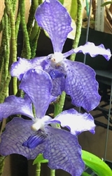 Vanda coerulea