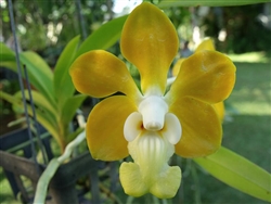 Vanda denisoniana