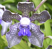 Vanda tessellata 'Blue'