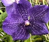 Vanda Banjong Sky Blue