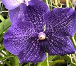 Vanda Banjong Sky Blue