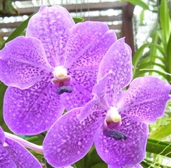 Vanda Dr. Anek x Sirilak