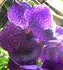 Vanda Fuchs Delight Blue x Doctor Blue