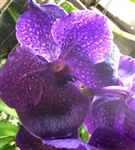 Vanda Fuchs Delight Blue x Doctor Blue