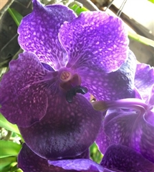 Vanda Fuchs Delight Blue x Doctor Blue