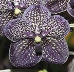 Vanda Gordon Dillon