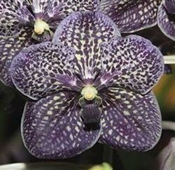 Vanda Gordon Dillon