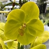 Vanda Kultana White Will 'Pauwela Sunshine'