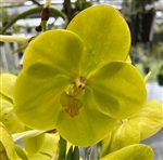 Vanda Kultana White Will 'Pauwela Sunshine'