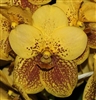 Vanda 	Mezzapella 'Exotic Gold' AM/AOS