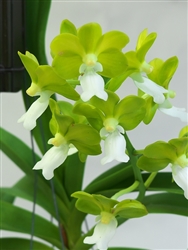 Vascostylis Mishima Lime